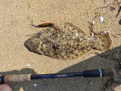 ソゲの釣果