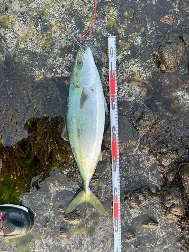 ハマチの釣果