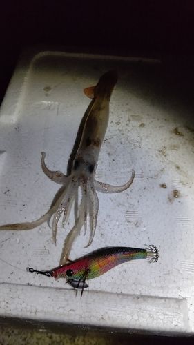 スルメイカの釣果