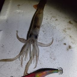 スルメイカ