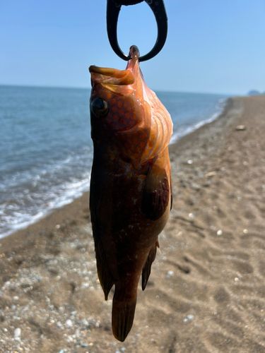 キジハタの釣果