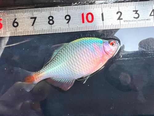 タイリクバラタナゴの釣果