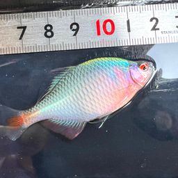 タイリクバラタナゴ