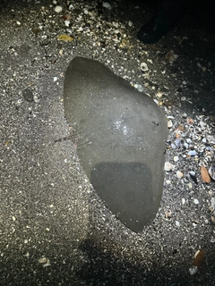 ツバクロエイの釣果
