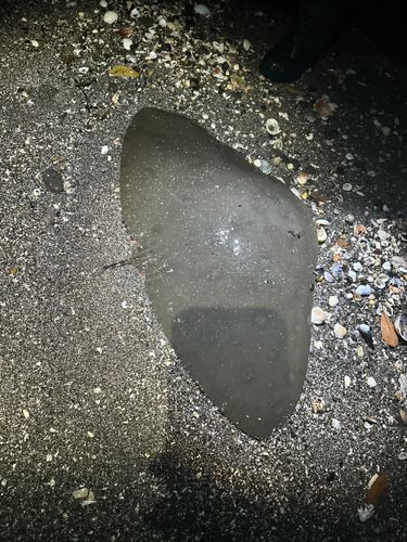ツバクロエイの釣果