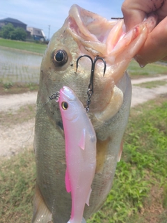 ブラックバスの釣果