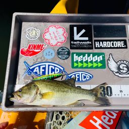 ラージマウスバス