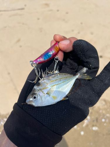 ヒイラギの釣果