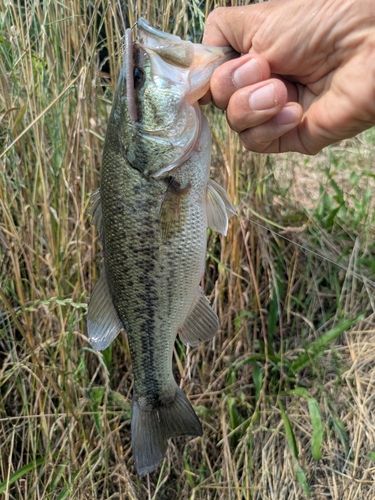 ラージマウスバスの釣果