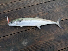 サゴシの釣果