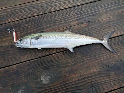 サゴシの釣果