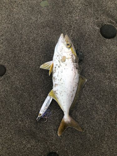 ショゴの釣果