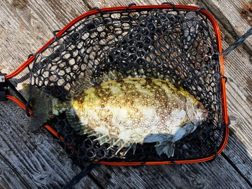 アイゴの釣果