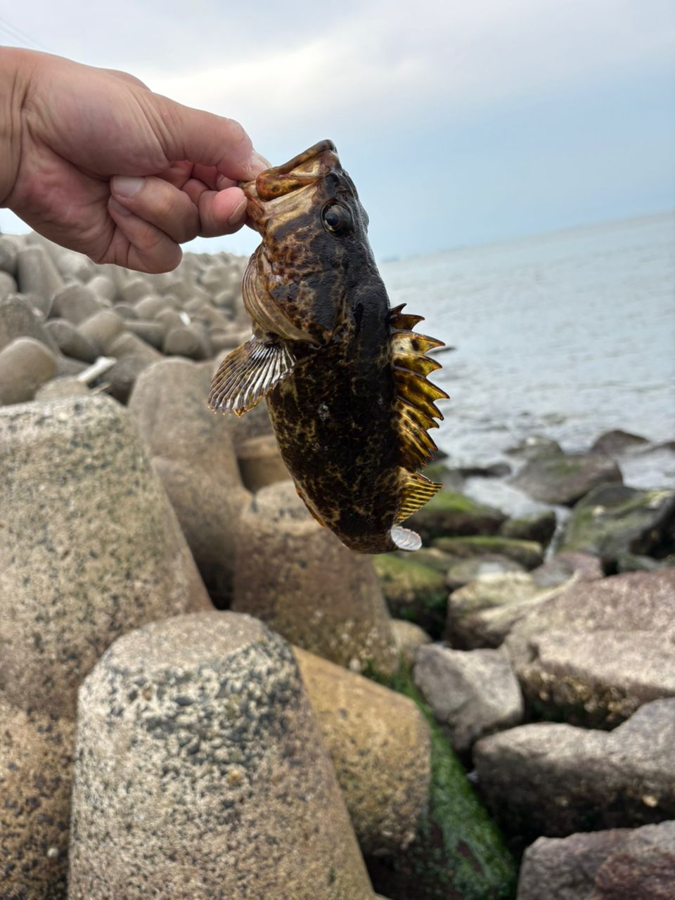 タケノコメバル