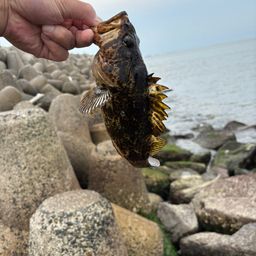 タケノコメバル