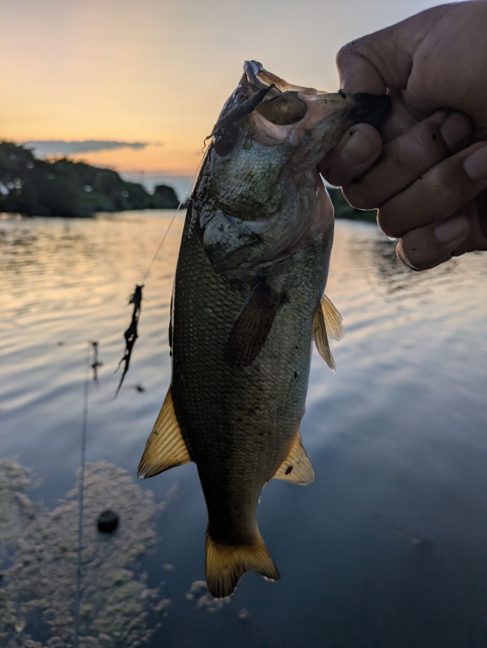 ラージマウスバス