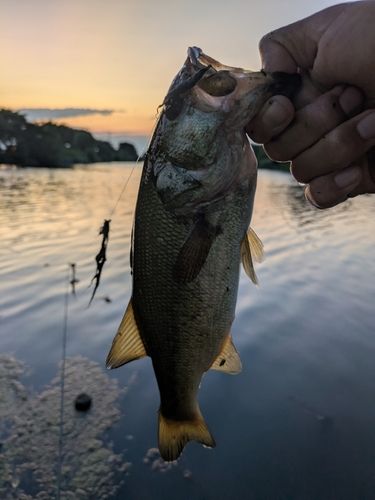 ラージマウスバスの釣果