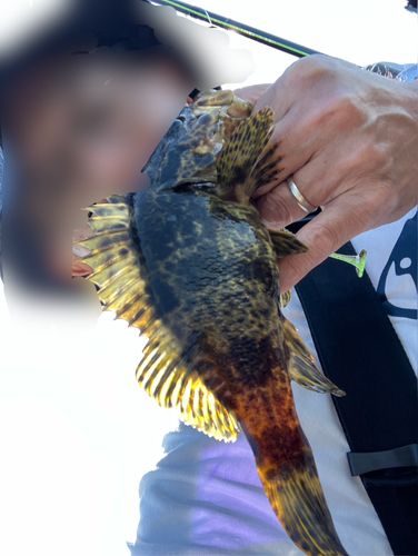 タケノコメバルの釣果