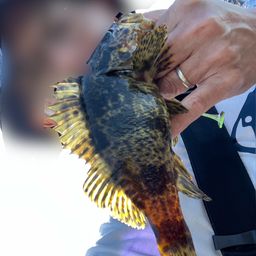 タケノコメバル