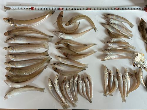 キスの釣果