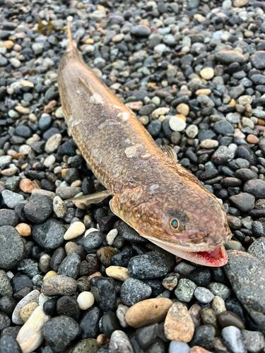 エソの釣果