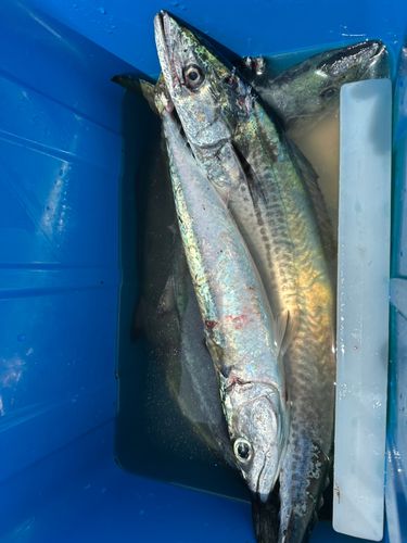 サゴシの釣果