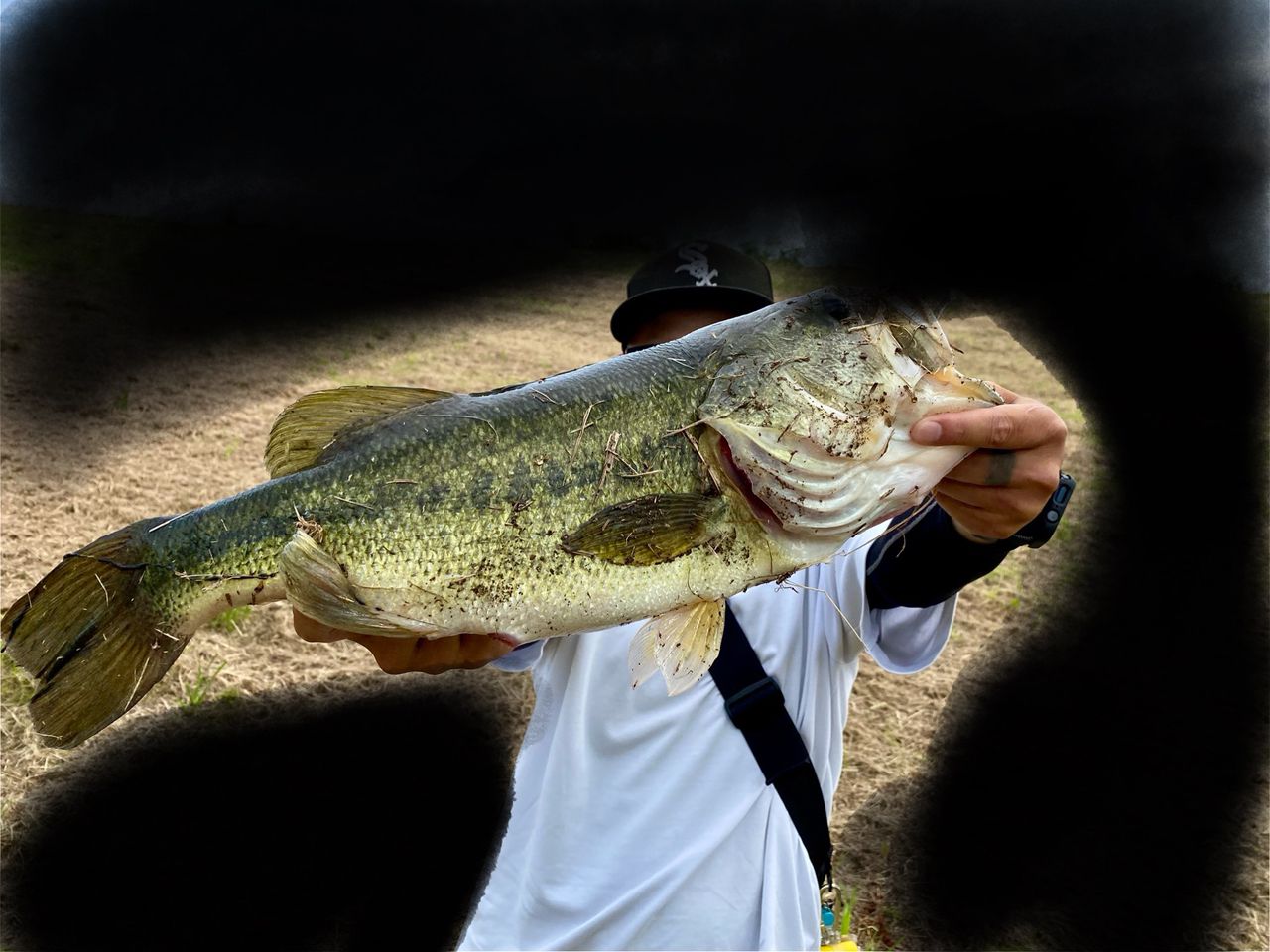 ラージマウスバス