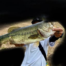 ラージマウスバス