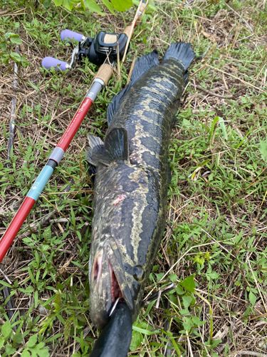 ライギョの釣果