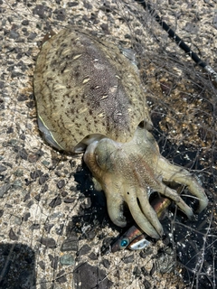 モンゴウイカの釣果