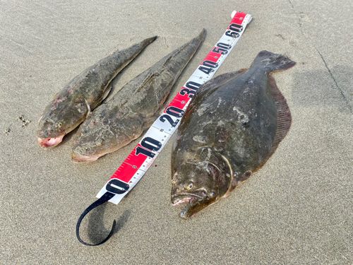 マゴチの釣果