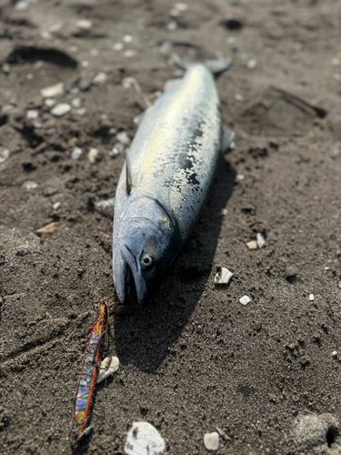 ウミサクラの釣果