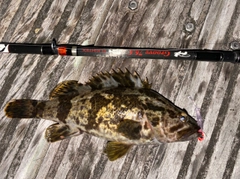 タケノコメバルの釣果