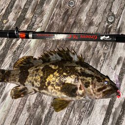 タケノコメバル