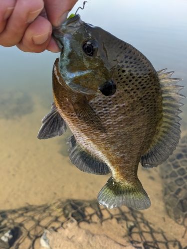 ブルーギルの釣果