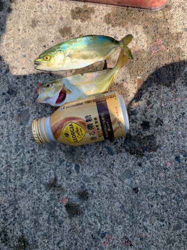 ショゴの釣果