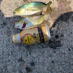 ショゴ