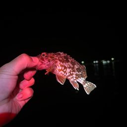 カサゴ