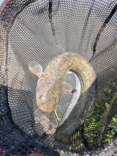 ナマズの釣果