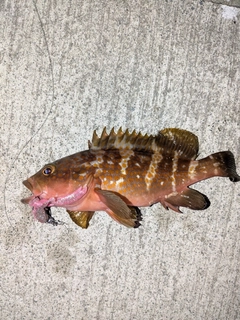 アコウの釣果