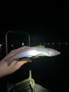 シロギスの釣果