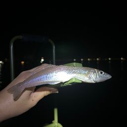 シロギス