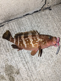 アコウの釣果