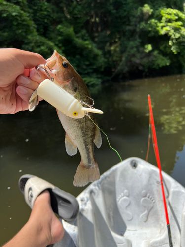 ブラックバスの釣果