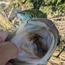 ラージマウスバス