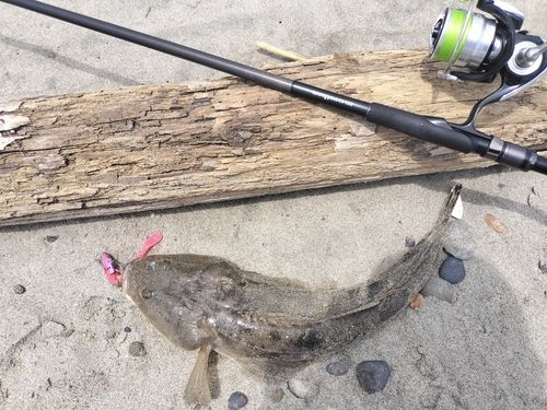 マゴチの釣果