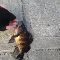 メバル