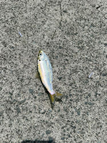 サッパの釣果
