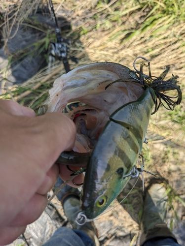 ラージマウスバスの釣果