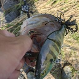 ラージマウスバス